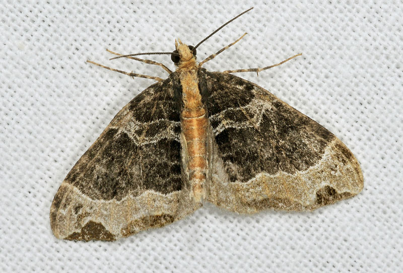 Geometridae - Ecliptopera capitata